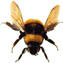 Bee PNG image-4302